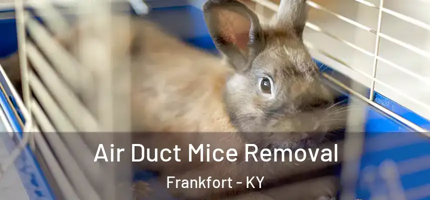  Air Duct Mice Removal Frankfort - KY